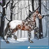 Horse Color:Brown Appaloosa 