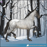 Horse Color:Buckskin Roan Appaloosa