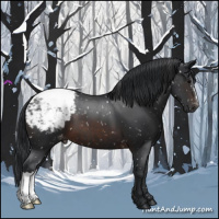 Horse Color:Brown Appaloosa