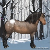 Horse Color:Brown Dun Appaloosa 