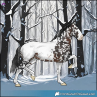 Horse Color:Brown Splash Appaloosa 