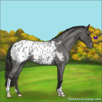 Horse Color:Blue Roan Appaloosa 