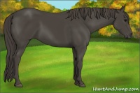 Horse Color:Smoky Black 