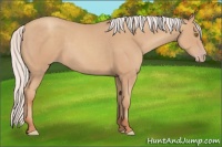 Horse Color:Silver Classic Champagne 