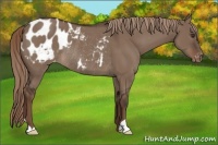 Horse Color:Liver Red Dun Appaloosa Rabicano