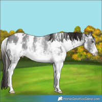 Horse Color:White Spotted Liver Chestnut Rabicano 