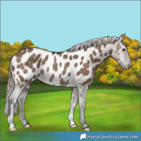 Horse Color:Liver Red Dun Appaloosa Rabicano 