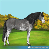 Horse Color:White Spotted Liver Chestnut 