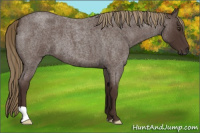 Horse Color:Liver Red Roan 