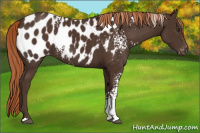 Horse Color:White Spotted Liver Chestnut Appaloosa Rabicano 