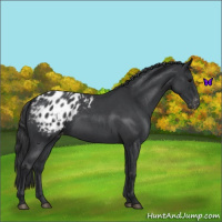 Horse Color:Blue Roan Appaloosa