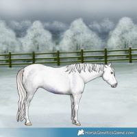 Horse Color:Gray White Spotted Silver Brown Tobiano 