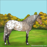 Horse Color:White Spotted Silver Buckskin Roan Dun Appaloosa 