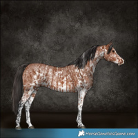 Horse Color:Bay Sabino Rabicano  and Bay Sabino Rabicano 