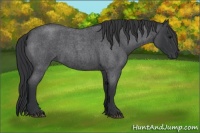 Horse Color:Blue Roan 