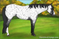 Horse Color:Blue Roan Near Leopard 