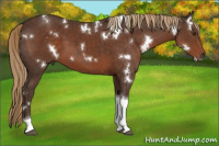 Horse Color:White Spotted Liver Chestnut Tobiano 