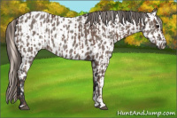 Horse Color:Silver Black  and Grullo Near Leopard 