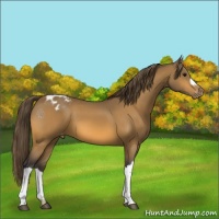Horse Color:Buckskin Appaloosa 