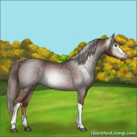 Horse Color:Gray Chestnut 
