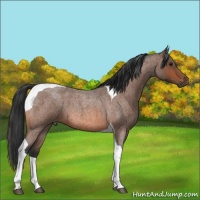 Horse Color:Bay Roan Tobiano 
