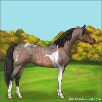 Horse Color:Bay Roan Tobiano 