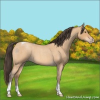 Horse Color:Amber Champagne Roan Tobiano 