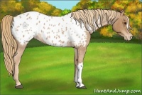 Horse Color:Red Roan Appaloosa 