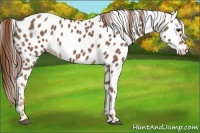 Horse Color:Red Roan Appaloosa 