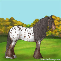 Horse Color:Liver Chestnut Appaloosa 