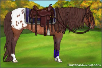 Horse Color:Chocolate Bay Roan Appaloosa Rabicano