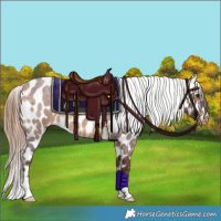 Horse Color:Chocolate Buckskin Roan Appaloosa 