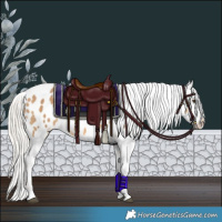 Horse Color:Chocolate Silver Buckskin Dun Appaloosa 
