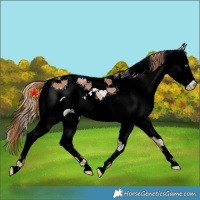 Horse Color:White Spotted Chestnut Splash 