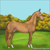 Horse Color:Gray Gold Champagne