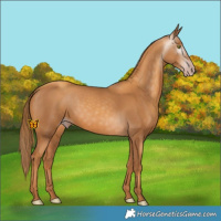 Horse Color:Gray Gold Champagne 