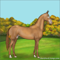 Horse Color:Gray Gold Champagne 