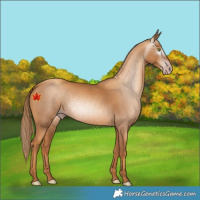 Horse Color:Gray Gold Champagne