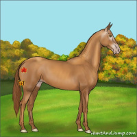 Horse Color:Gray Gold Champagne 