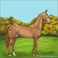Horse Color:Gray Gold Champagne 
