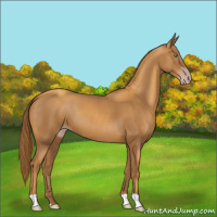 Horse Color:Gray Gold Champagne 