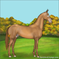 Horse Color:Gray Gold Champagne 