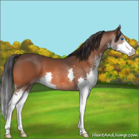 Horse Color:Bay Splash 
