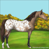 Horse Color:Bay Dun Appaloosa 