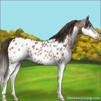Horse Color:Bay Splash Appaloosa