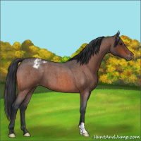 Horse Color:Bay Roan Appaloosa 