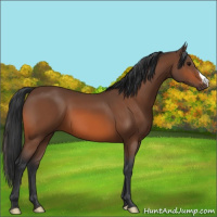 Horse Color:Bay 