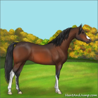 Horse Color:Brown 