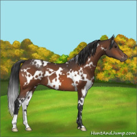 Horse Color:White Spotted Bay Appaloosa 