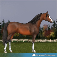 Horse Color:Bay 